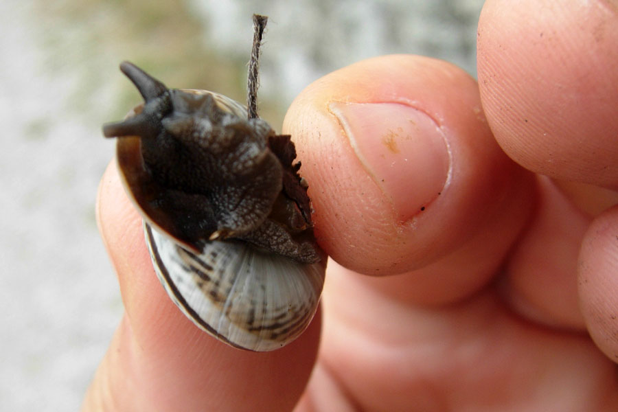 Tentativi di identificazione di uno sprovveduto: Chilostoma?